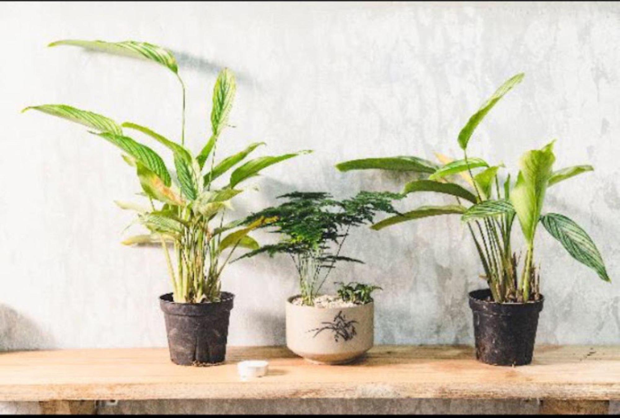 Ban Urban House Otel Buôn Ma Thuột Dış mekan fotoğraf